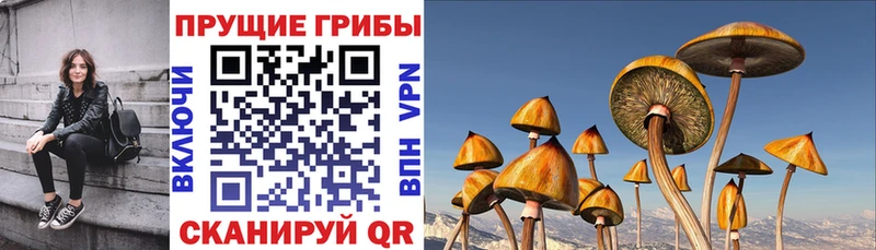 Псилоцибиновые грибы прущие грибы  как найти закладки  Горняк 